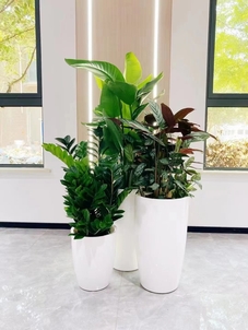 想给宁波杭州湾绿化修剪？这里价格超实惠！